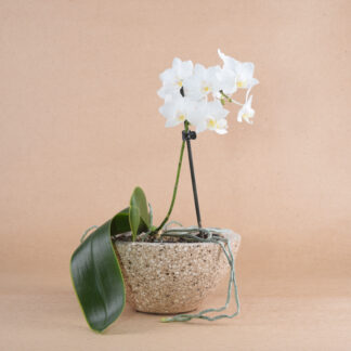 Даен (Phalaenopsis White) S